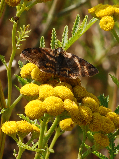 Noctuidae - Euclidia glyphica